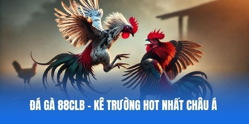 Thông tin sơ lược về chuyên mục đá gà 88CLB